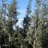 Blue Atlas Cedar Trees or Cedrus Atlantica Glauca