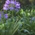 Agapanthus Queen Anne