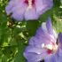 Blue Hibiscus flowering at our London garden centre, buy online with UK delivery