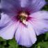 Blue Hibiscus flowering at our London garden centre, buy online with UK delivery