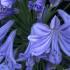 Blue Thunder Agapanthus flower, close up detail, buy UK