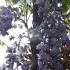 Wisteria Sinensis, climbing shrub for sale online UK delivery