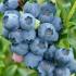 Vaccinium Corymbosum Goldtraube 71 is a deciduous self-fertile High Bush Blueberry 