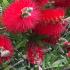 Callistemon Laevis Scarlet is commonly known as Bottlebrush or Callistemon Rugulosus. Flowering shrubs buy UK.