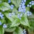 Brunnera Macrophylla Siberian Bugloss Flowering Perennial 