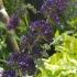 Buddleia Blue Chip, low-growing, dwarf Buddleia shrub buy online, UK delivery.