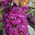 Buddleia Davidii Royal Red flowering, the butterfly bush, buy online UK delivery