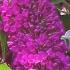 Buddleja Davidii Royal Red, RHS AGM, buy online UK