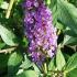 Buddleia Lilac Chip dwarf Buddleia hybrid