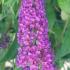 Buddleja Miss Violet Butterfly Bush a more compact variety of Buddleia, with vibrant violet coloured flowers that attract butterflies and other pollinators.