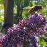 Buddleia davidii ‘Nanho Blue’ or Buddleja davidii ‘Mongo’ also known as Butterfly Bush Nanho Blue