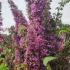 Buddleia Pink Delight, Butterfly Bush, big range of flowering shrubs for sale online, UK nationwide delivery.