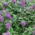 Buddleia Purple Chip, Dwarf Butterfly Bush