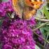 Buddleia Davidii Royal Red flowering, the butterfly bush, buy online UK delivery