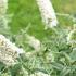 Buddleia White Chip, dwarf Buddleia