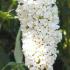 Buddleia davidii ‘White Profusion’ or Buddleja davidii ‘White Profusion’ also known as Butterfly Bush