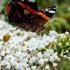 Buddleia White Profusion is a beautiful butterfly bush with large, fragrant white flower clusters that bloom profusely throughout the summer, attracting pollinators and adding elegance to any garden.