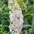 Buddleia White Profusion is a graceful shrub with long, fragrant white flower spikes that attract butterflies, creating an elegant and striking display in gardens.