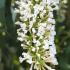 Buddleia davidii ‘White Profusion’ or Buddleja davidii ‘White Profusion’ also known as Butterfly Bush