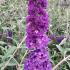 Buddleia Black Knight is a striking shrub with deep purple-black flower spikes that attract butterflies, making it a bold addition to any garden.