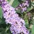 Buddleia Blue Chip is a compact butterfly bush with fragrant lavender-blue blooms that attract pollinators, perfect for adding color and charm to small gardens or containers.