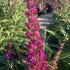 Buddleja Davidii Butterfly Tower, or Butterfly Bush, is a tall variety with dense clusters of vibrant purple flowers, attracting butterflies and adding vertical interest to the garden.