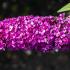 Buddleia Berries and Cream Butterfly bush, adored by butterflies and other pollinators, buy online UK