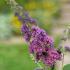 Buddleja Davidii Butterfly Tower Butterfly Bush Upright Form