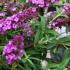 Buddleja Davidii Free Petite in varieties, lovely compact version, prolific flowering, attractive to pollinators, buy this flowering Buddleia online UK.