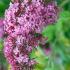 Buddleja Davidii Ile de France, deep purple flowers on long elegant racemes from July to September. Flowers adored by butterflies. 