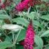 Buddleia Davidii Miss Ruby also know as Buddleja, the Butterfly Bush is a gorgeous deep ruby red variety that will flower throughout the summer.