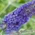 Buddleja Davidii Free Petite Blue Heaven Butterfly Bush