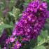 Buddleia Lilac Chip is a compact, dwarf butterfly bush with soft lavender blooms that attract pollinators, offering vibrant color and charm to smaller garden spaces.