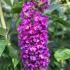 Buddleja Miss Violet butterfly bush with vibrant purple flowers attracting pollinators