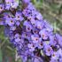 Buddleia Nanho Blue is a compact shrub with fragrant lavender-blue flowers that attract butterflies, making it a perfect choice for adding both color and wildlife appeal to gardens.