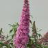 Buddleia Pink Delight is a stunning shrub with long, fragrant pink flower clusters that bloom all summer, creating a bright and inviting display for pollinators.