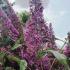 Buddleja Pink Delight, Butterfly Bush for sale online with UK wide delivery.