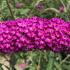 Buddleia Davidii Royal Red is a striking shrub with rich red flower spikes that attract butterflies, offering bold color and fragrance to gardens.