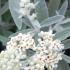 Buddleja Davidii Silver Anniversary is a unique butterfly bush with silvery-grey foliage and clusters of fragrant white flowers, adding texture and elegance to any garden.