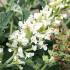 Buddleia White Chip is a compact butterfly bush with crisp white blooms that attract pollinators, adding elegance and beauty to smaller garden spaces.