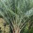 Butia Capitata, hardy palms specialist nursery, London. Paramount, specialist London garden centre and online UK.