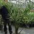 Butia Capitata, Hardy Palms, Buy Online UK