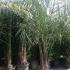 Butia Capitata, the Pindo Palm, for sale online