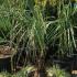 Butia Capitata on special offer buy online UK deliverty