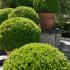 Buxus Balls flanking a stone staircase in an Italianate style garden