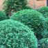 Buxus Balls topiary interspersed with roses in a romantic style garden in the UK