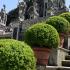 Buxus Globes topiary in a formal Italianate garden