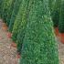 Buxus Sempervirens Cones, Topiary Box Pyramids and other shaped Buxus plants for sale at our Topiary specialist nursery in London UK.