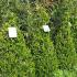 Buxus cones or pyramids, box topiary for sale UK