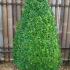 Extra Large Buxus Pyramid Topiary avaiable at Paramount Plants and Gardens. We also sell online.  